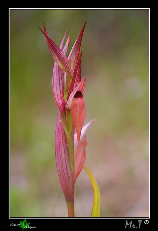 5 Aprile, una giornata di belle orchidee!!!